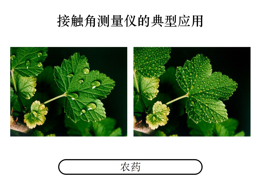 通過測量接觸角測量儀測量特殊產(chǎn)品：如樹葉的潤濕情況 
